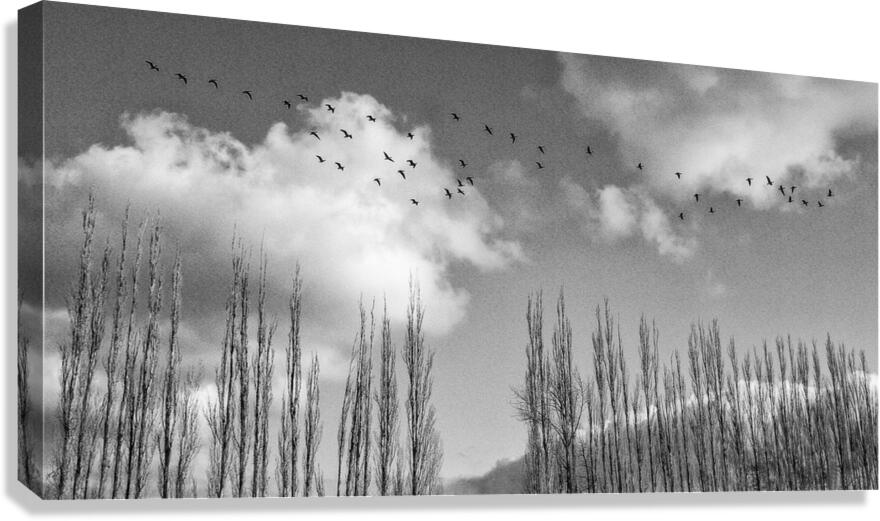FS240207 GEESE Canvas Print