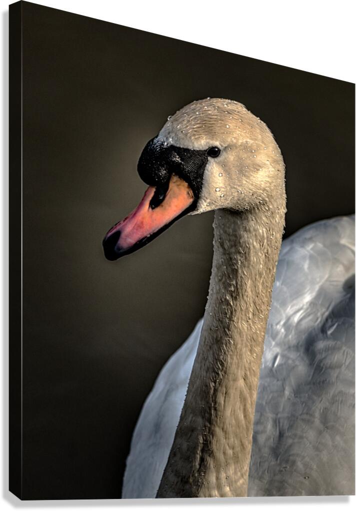 FS210303 SWAN Canvas Print