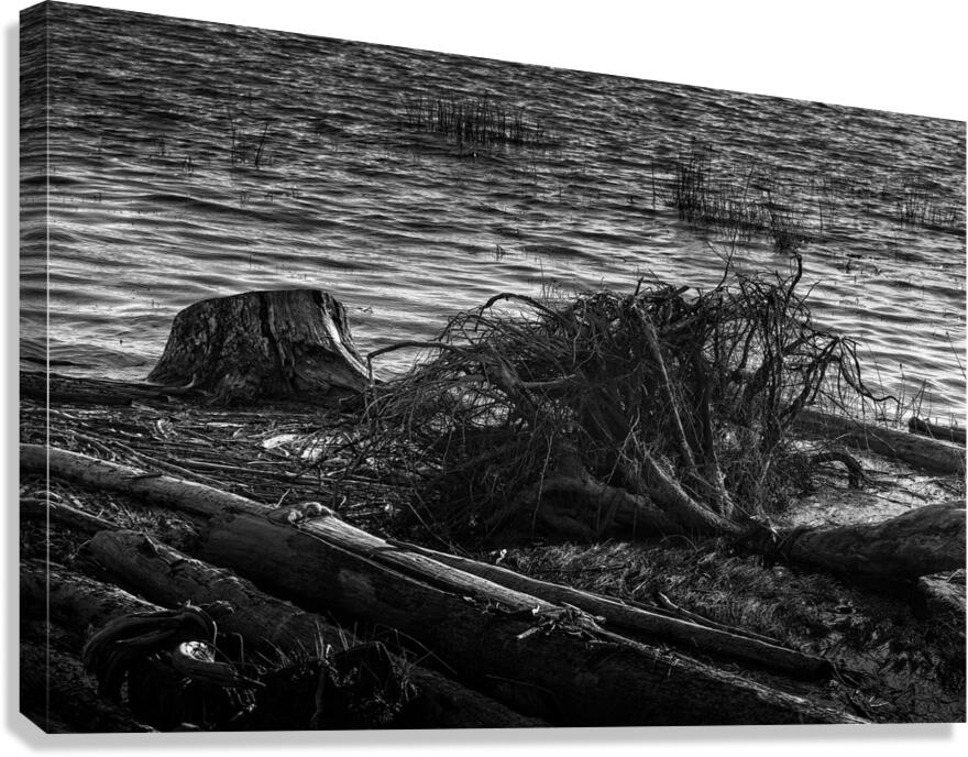 FS240929 ROOTS BW Canvas Print