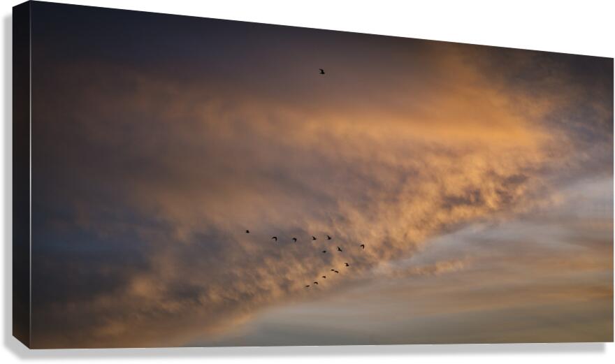 FS241127 GEESE Canvas Print