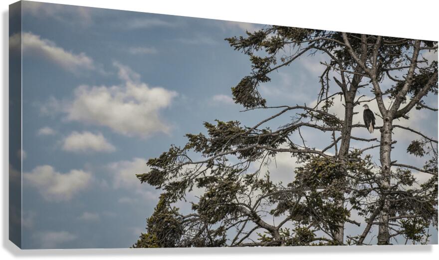FS240802DW EAGLE UP ABOVE Canvas Print