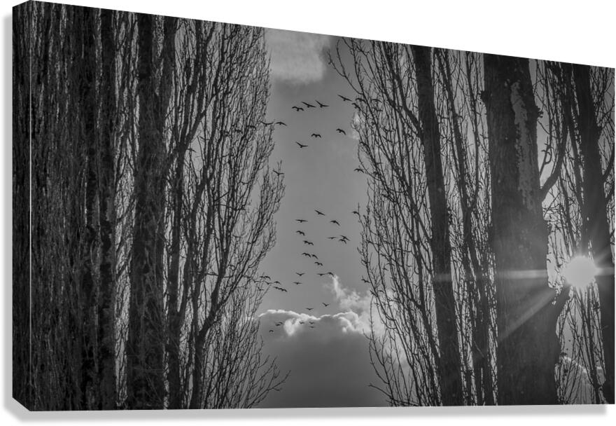 FS240207BW GEESE Canvas Print