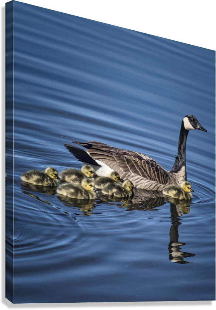 FS240422 MRS GOOSE FAMILY Canvas Print