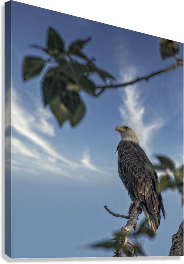 FS250707 EAGLE RESTING ON TREE Canvas Print