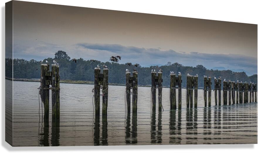 FS250928 GEESE AND SEAGULLS Canvas Print