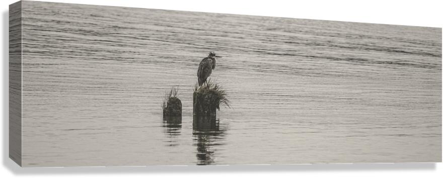 FS250928PAN HERON Canvas Print