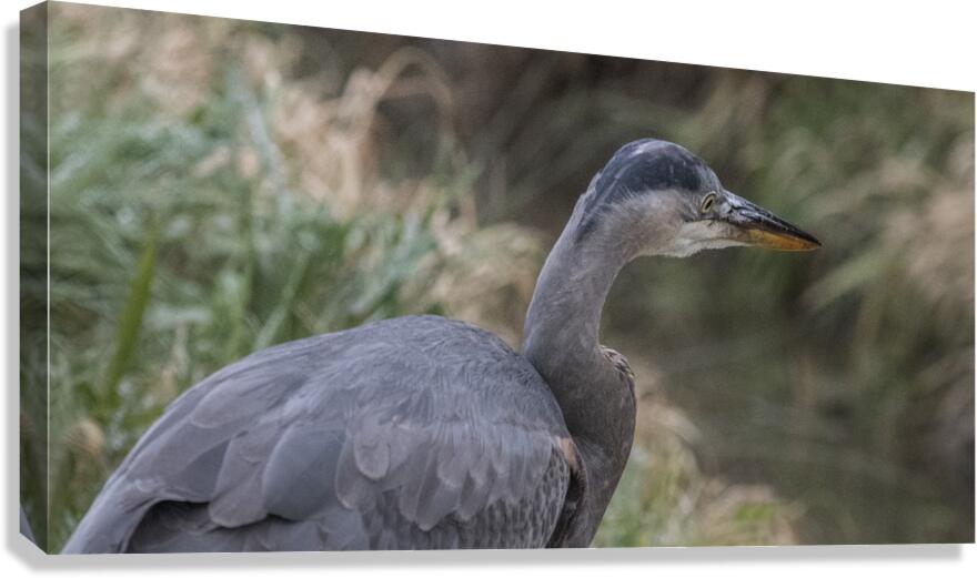 FS260121 HERON Canvas Print