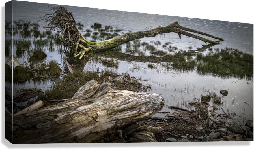 FS260331DW3 DRIFTWOOD Canvas Print