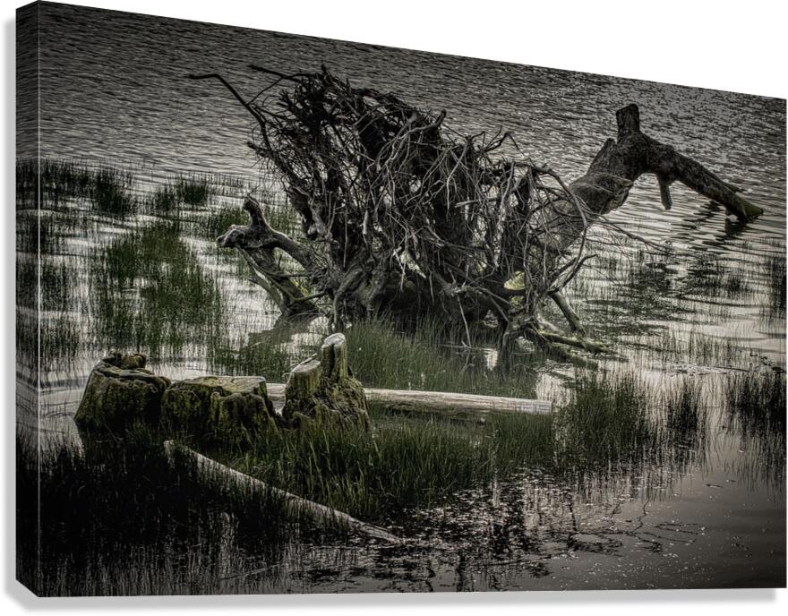 FS260417 2 DRIFTWOOD Canvas Print