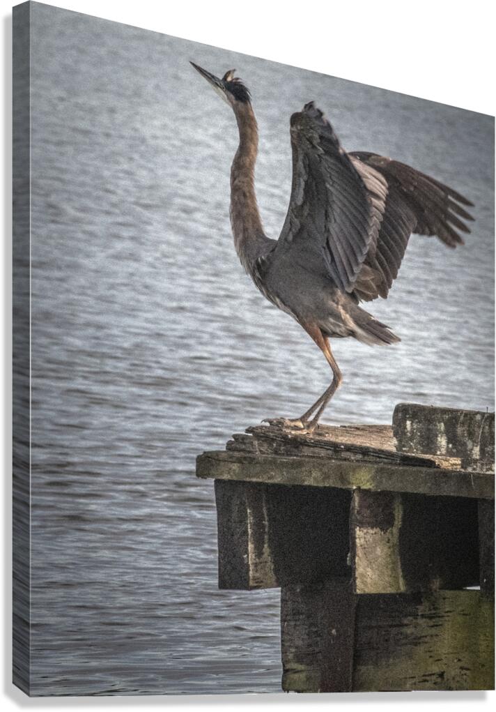FS260810 HERON Canvas Print