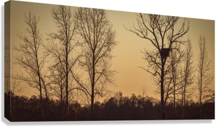 FS230129 Eagles Nest 2 Canvas Print