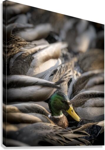 FS230128 MALLARDS Canvas Print