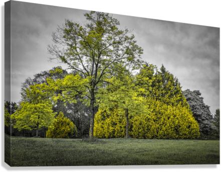 FS220607 GROWTH Canvas Print