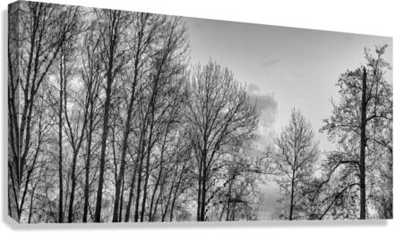 FS230215 05 Canvas Print
