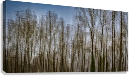 TREE REFLECTION ON WATER 2023 Canvas Print