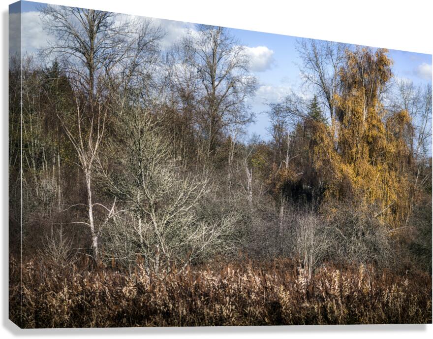 FS231123 Still Creek Canvas Print