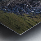 FS240430 ROOTS II Metal print