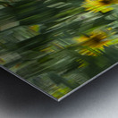 FS240820 SUNFLOWERS Metal print