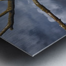 FS250211 PAIR OF EAGLES TWOGETHER 2 Metal print