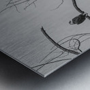 FS250209 TWO EAGLES TWOGETHER BW Metal print