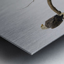 FS250209 AN EAGLE ON TREE CT2 Metal print