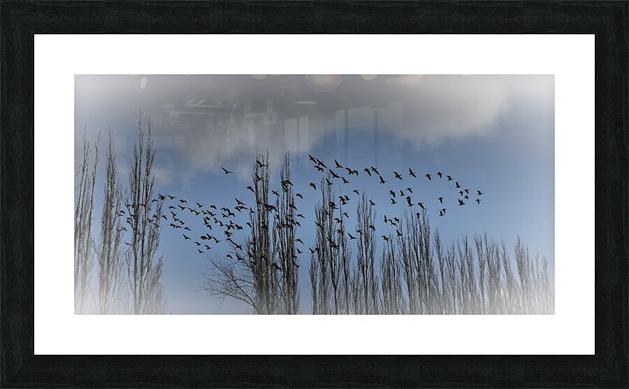 FS240207 BIRDS Picture Frame print