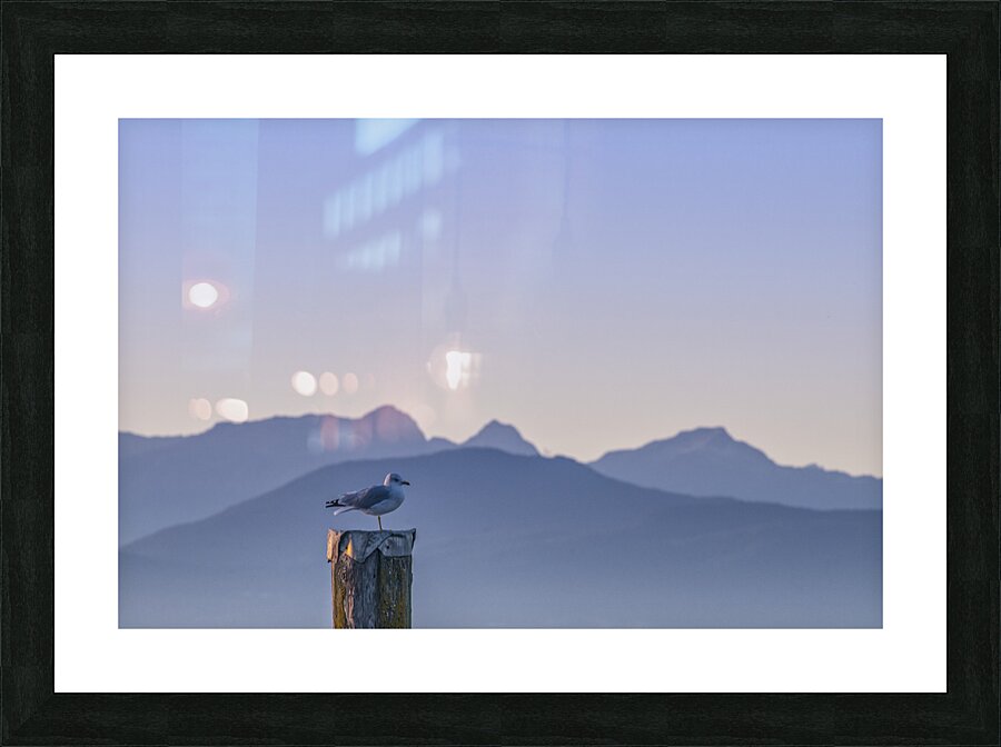 The Pigeon  Picture Frame print
