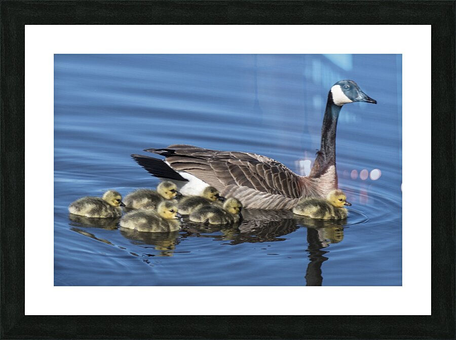 FS240422 430 Picture Frame print