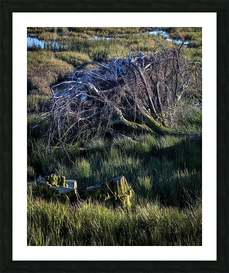 ROOTS 2024 Picture Frame print
