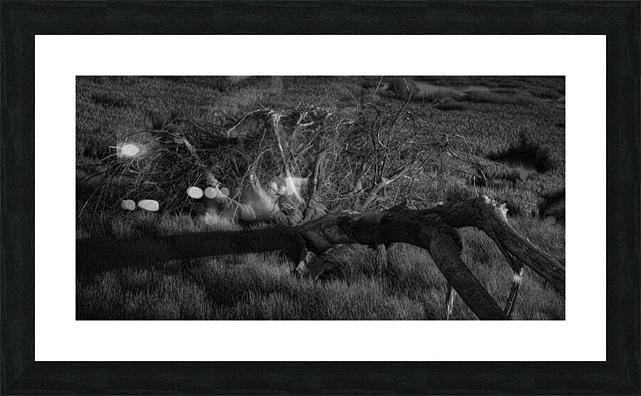 FS240430BW Picture Frame print