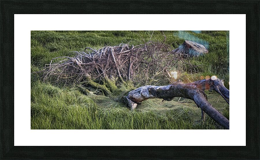 FS240611 DW2 Picture Frame print