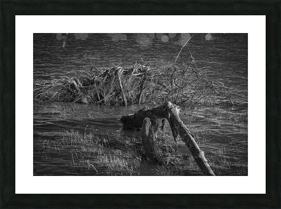 FS240607 ROOTS BW2 Picture Frame print