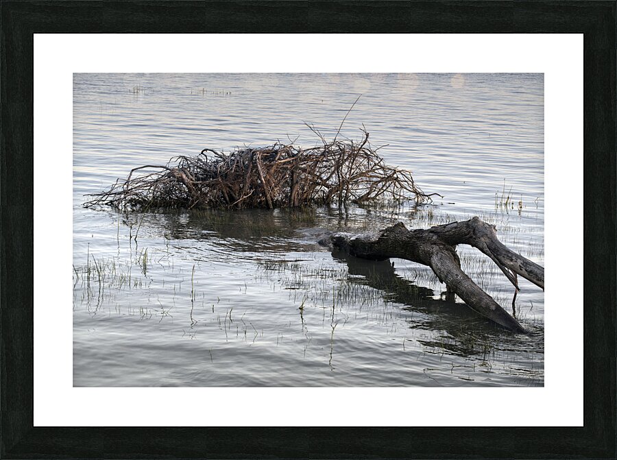 FS240606 204 Edit Picture Frame print