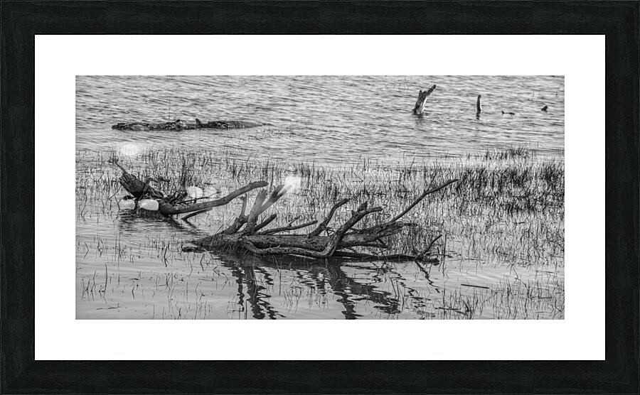 Fallen Trees in Water Picture Frame print