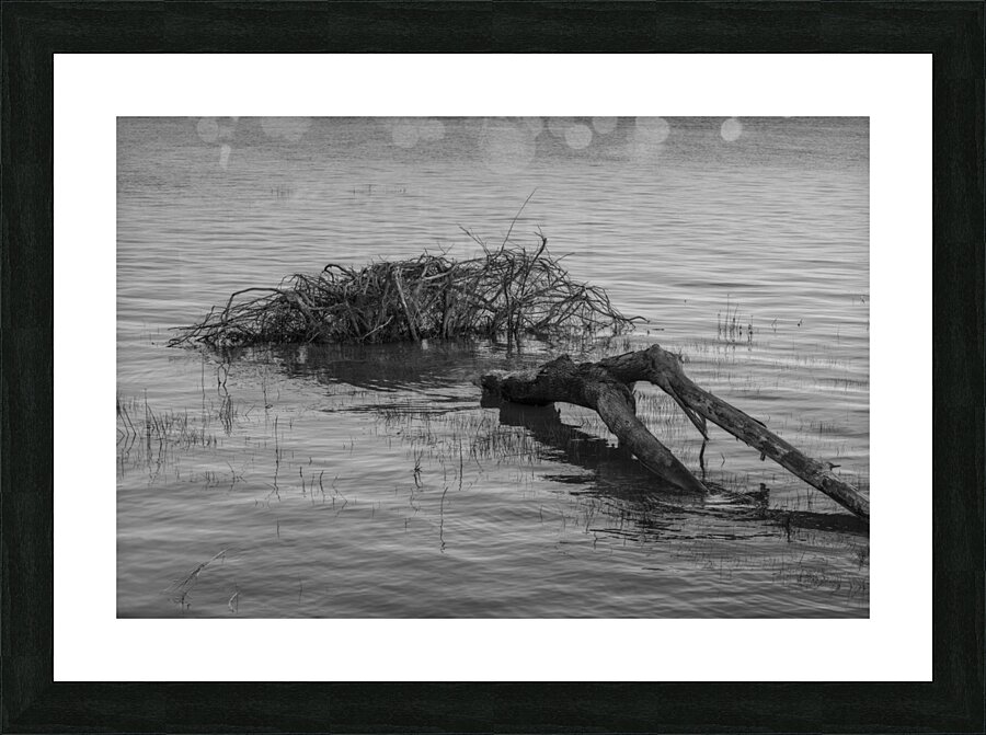 FS240606 209 Picture Frame print