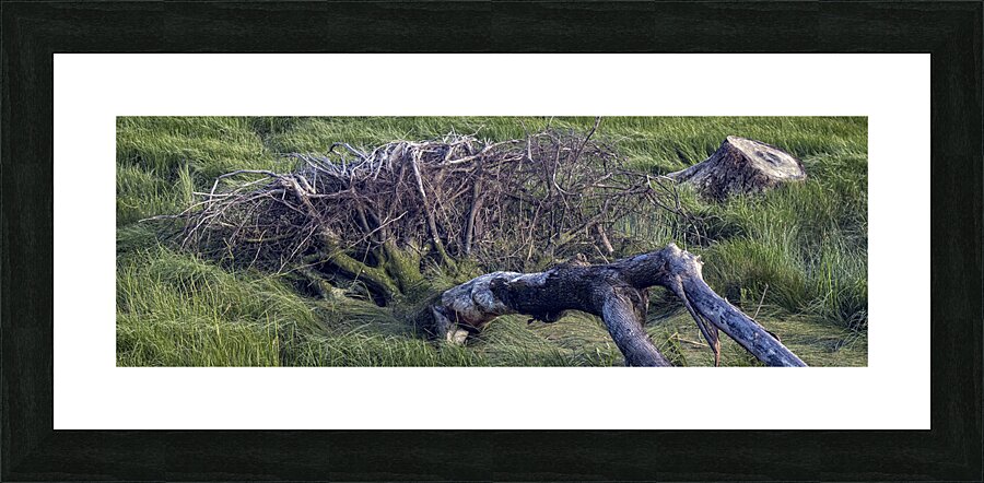 FS240611 pano Picture Frame print