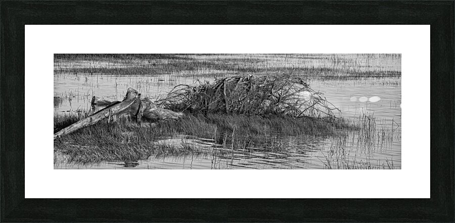 Driftwood Panorama 24 Picture Frame print