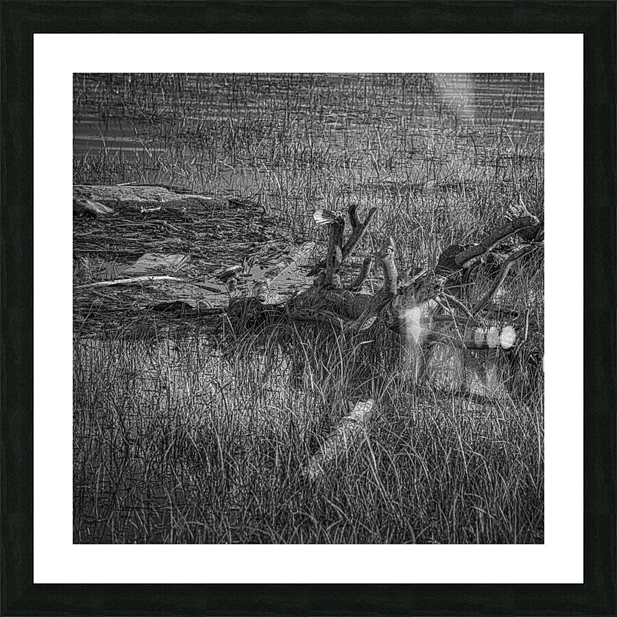 fs240605 bwS Picture Frame print