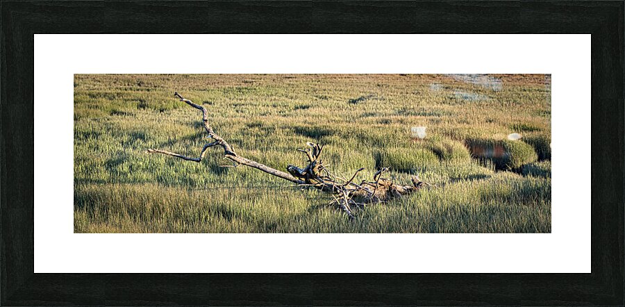 FALLEN TREE 2024 Picture Frame print