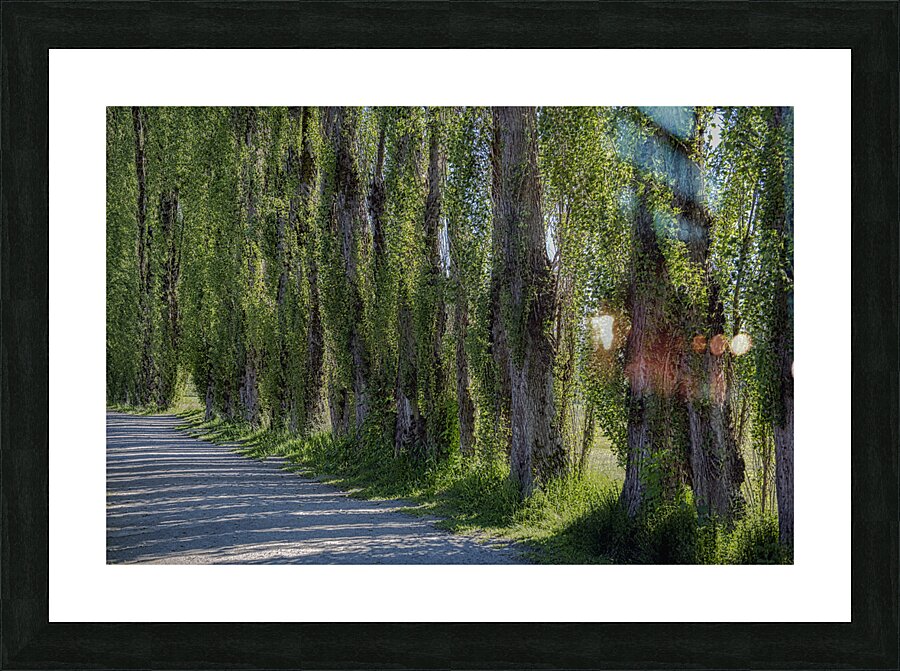 FS240619 TREES Picture Frame print