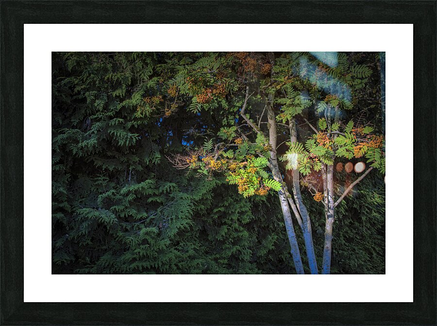 FS240703 Picture Frame print