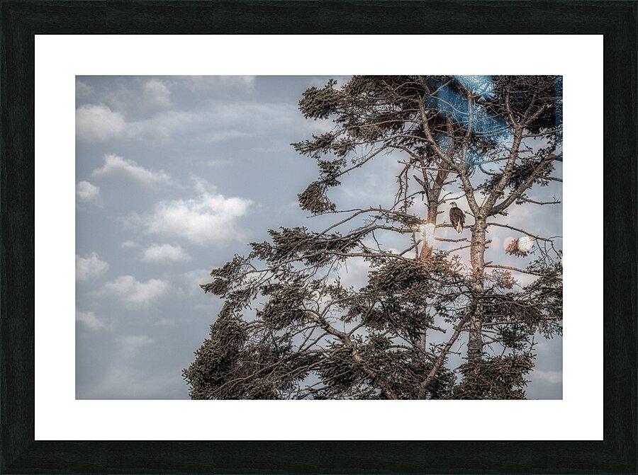 FS240802 BALD EAGLE Picture Frame print
