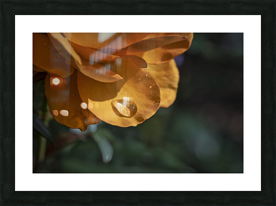 FS240818 RAINDROPS Picture Frame print