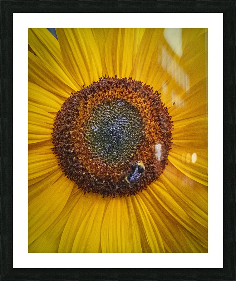 FS240818 484 Picture Frame print