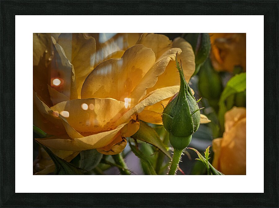 FS240818 499 Picture Frame print