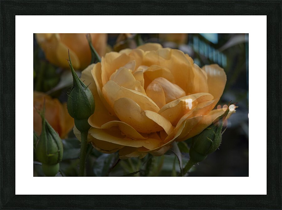 20240818 498 Picture Frame print