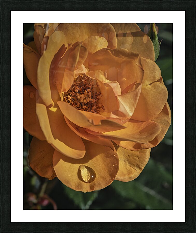 FS240818 02 Picture Frame print