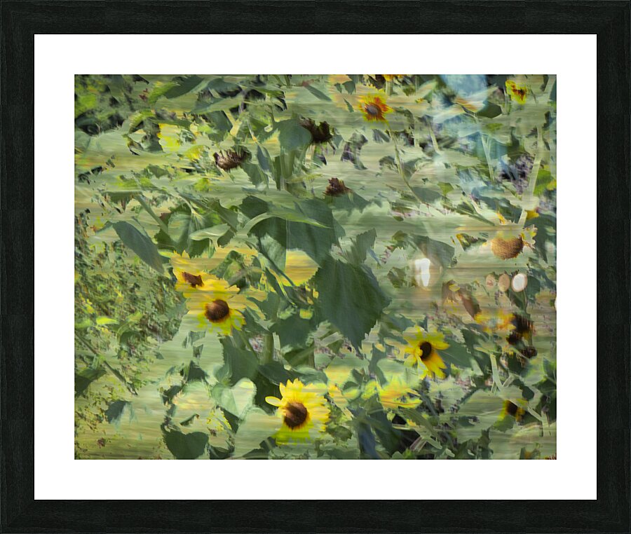 FS240820 2H Picture Frame print
