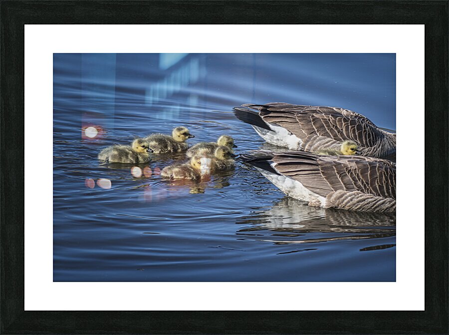 FS240422 PROTECTED Picture Frame print