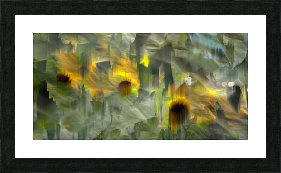 FS240902 SUNFLOWERS Picture Frame print